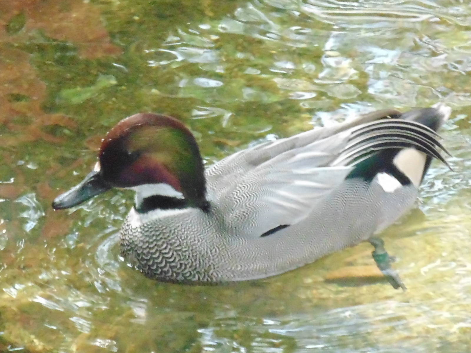 Falcated Duck