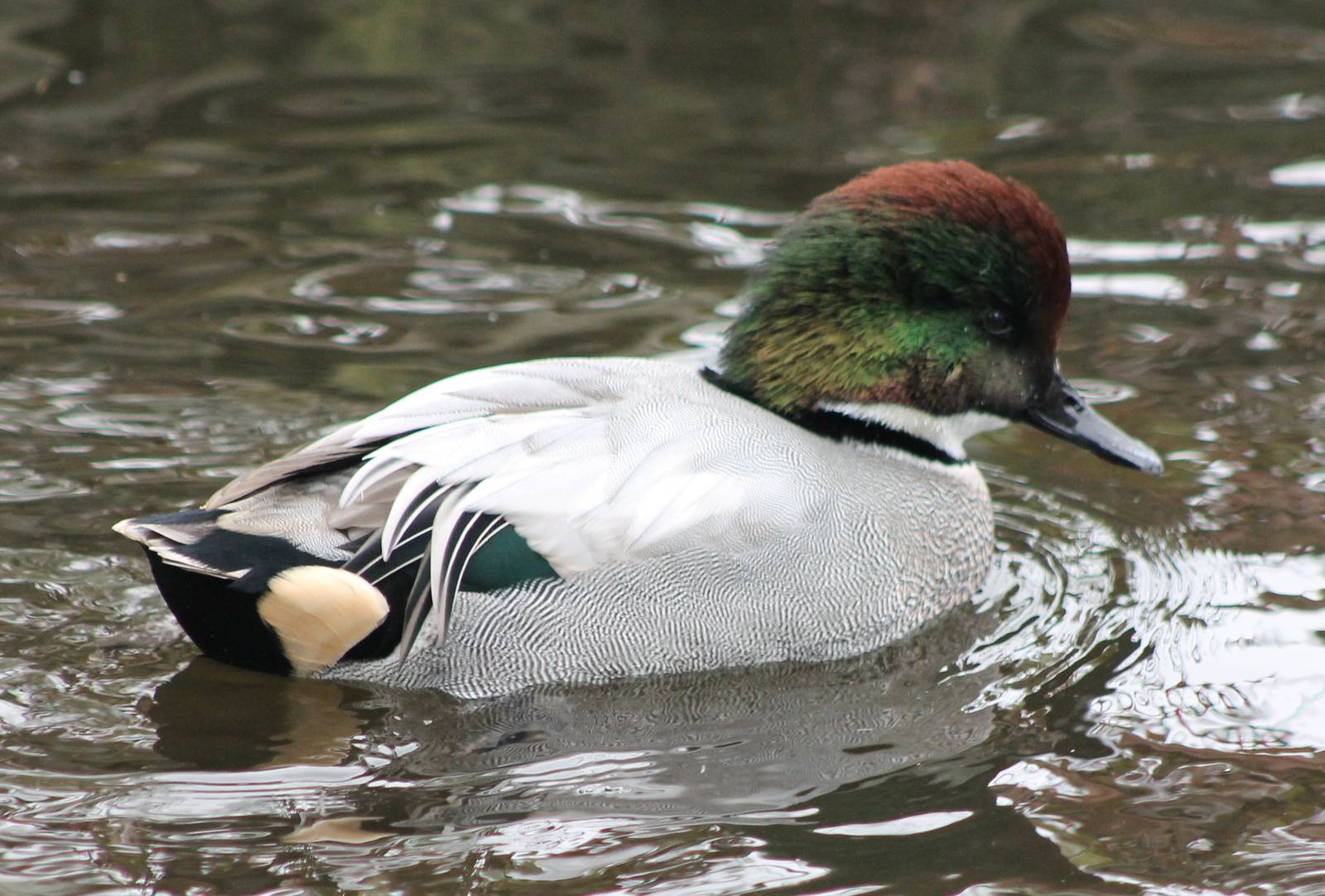 Falcated duck