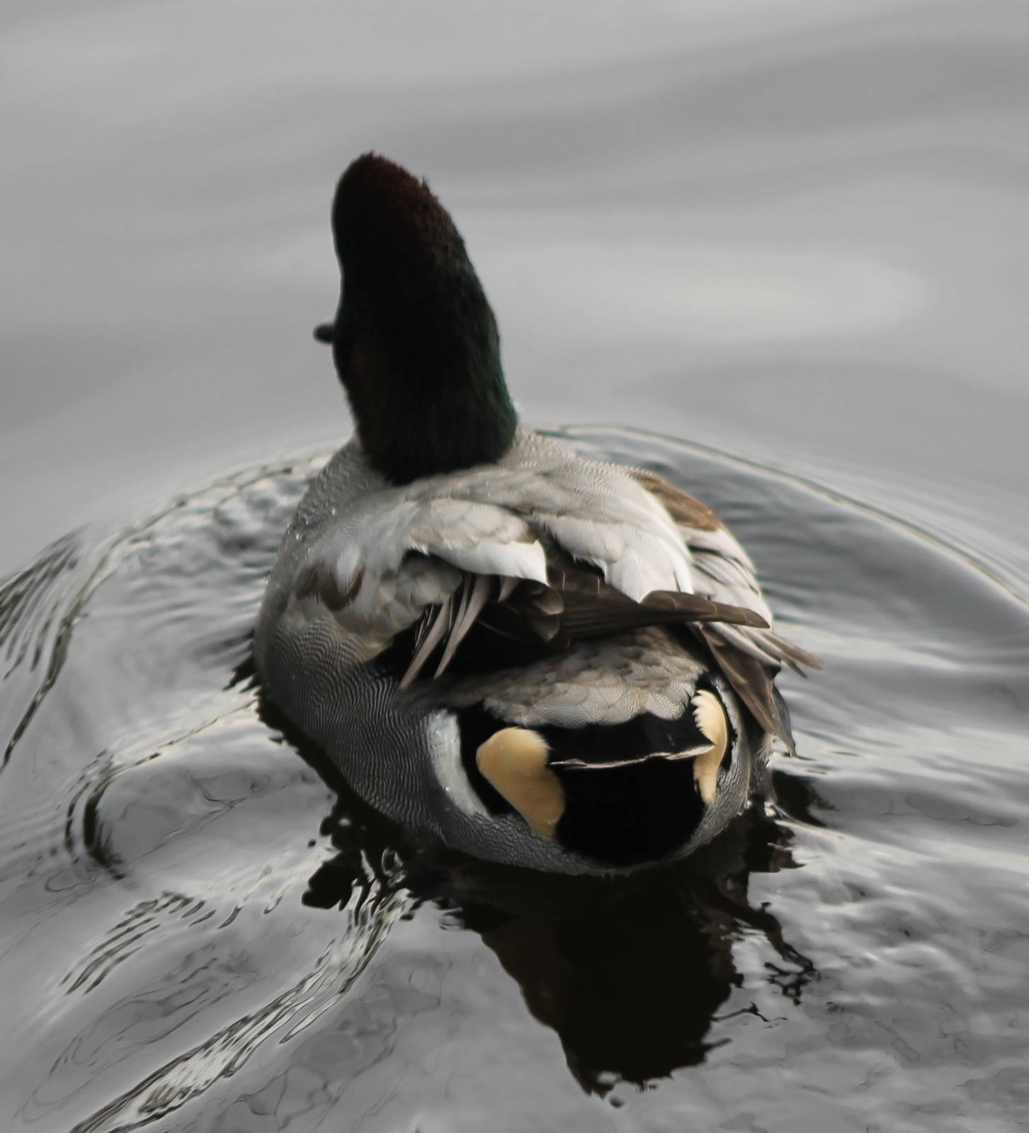 Falcated duck