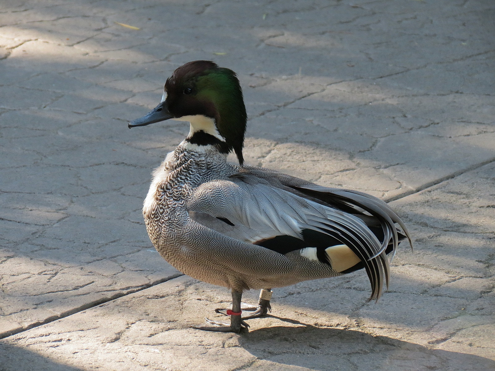 Falcated Duck