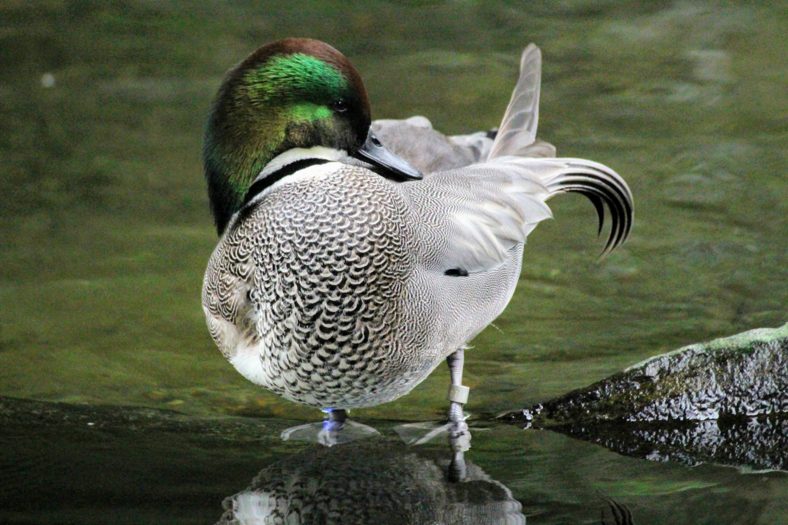 Falcated Duck