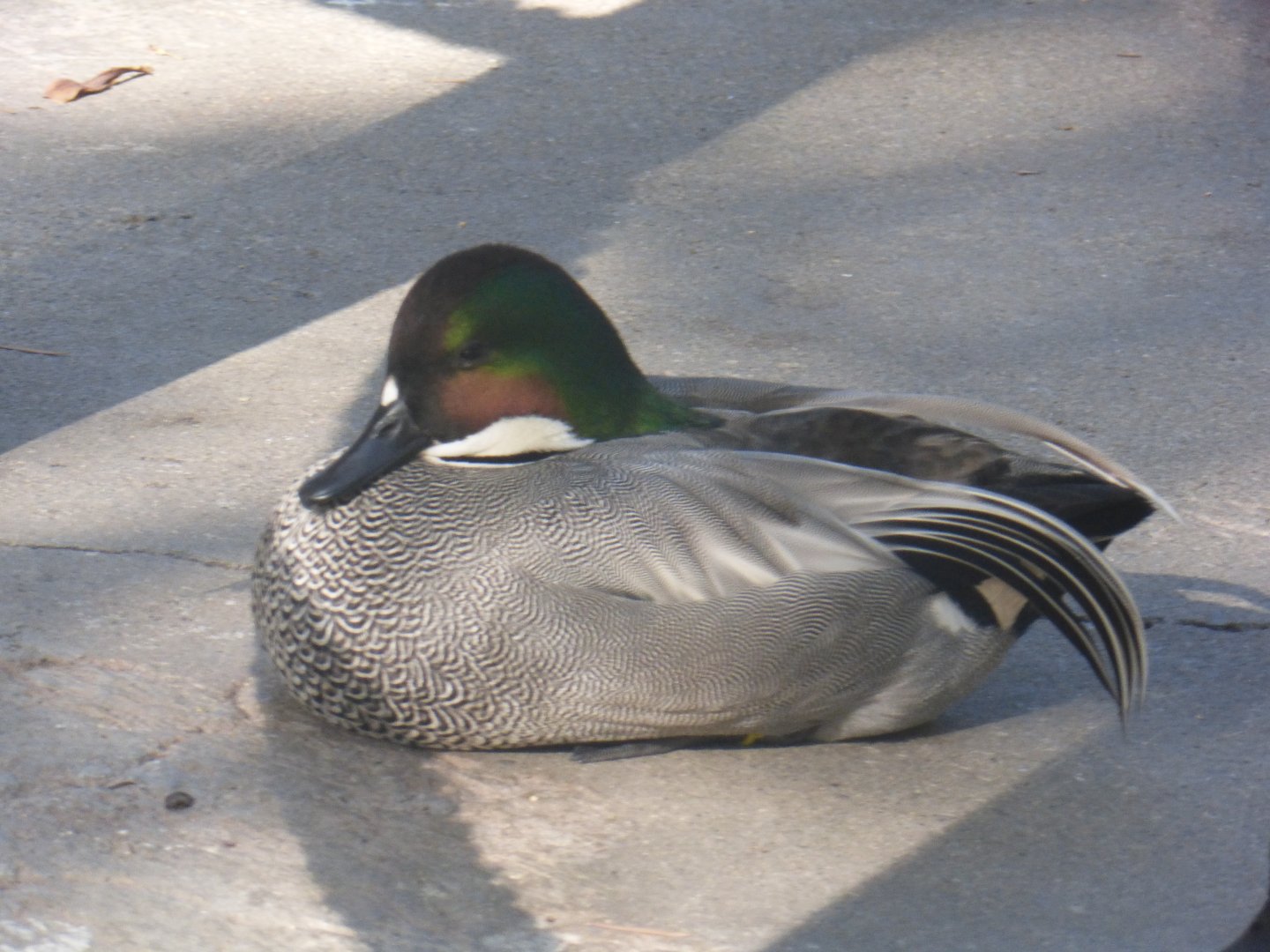 Falcated duck