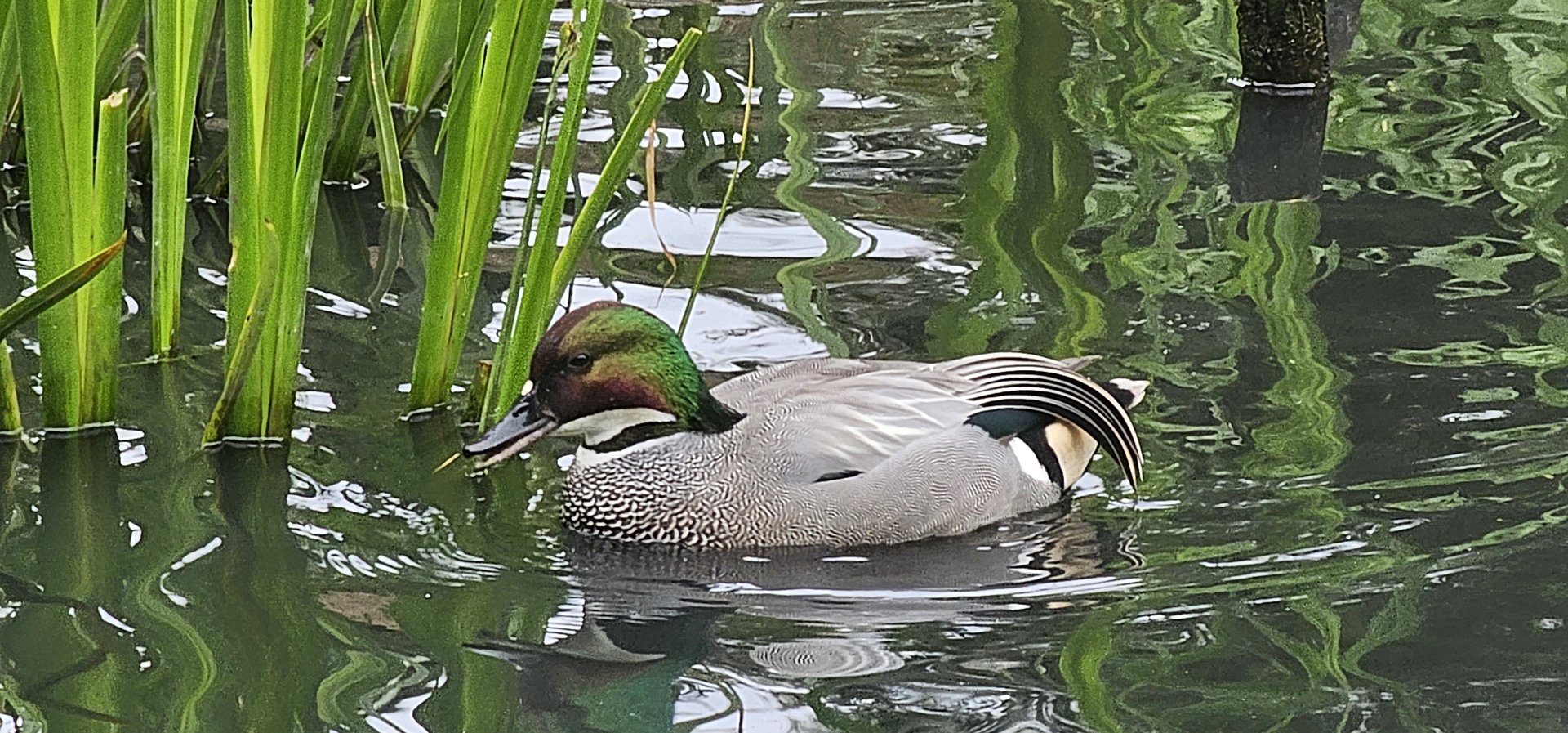 Falcated duck