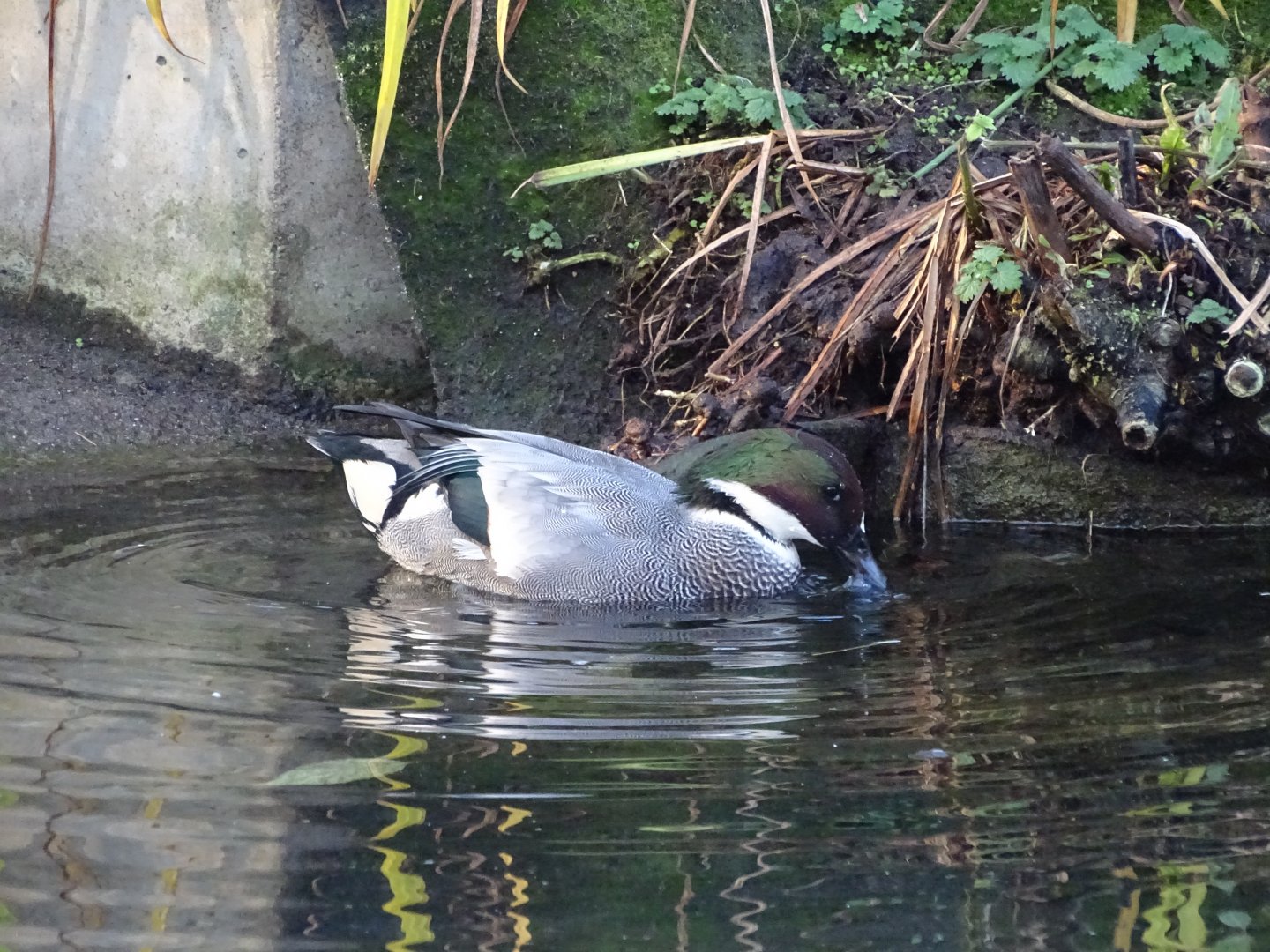 Falcated duck