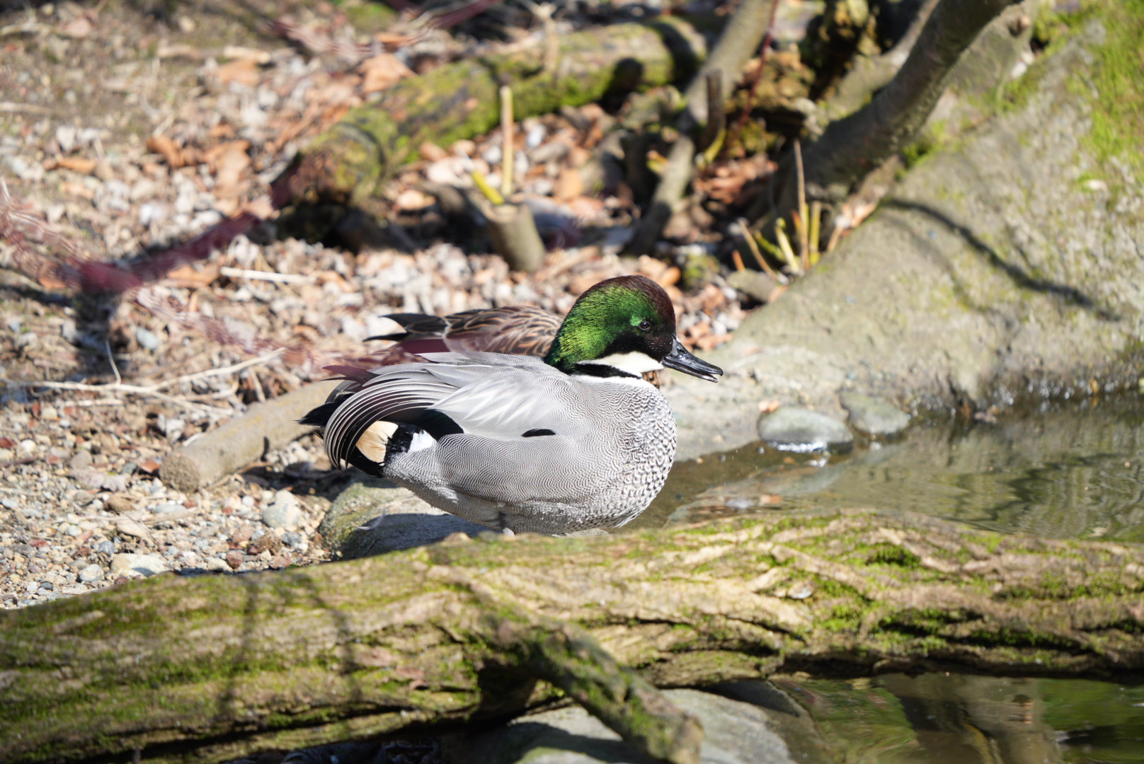 Falcated Duck
