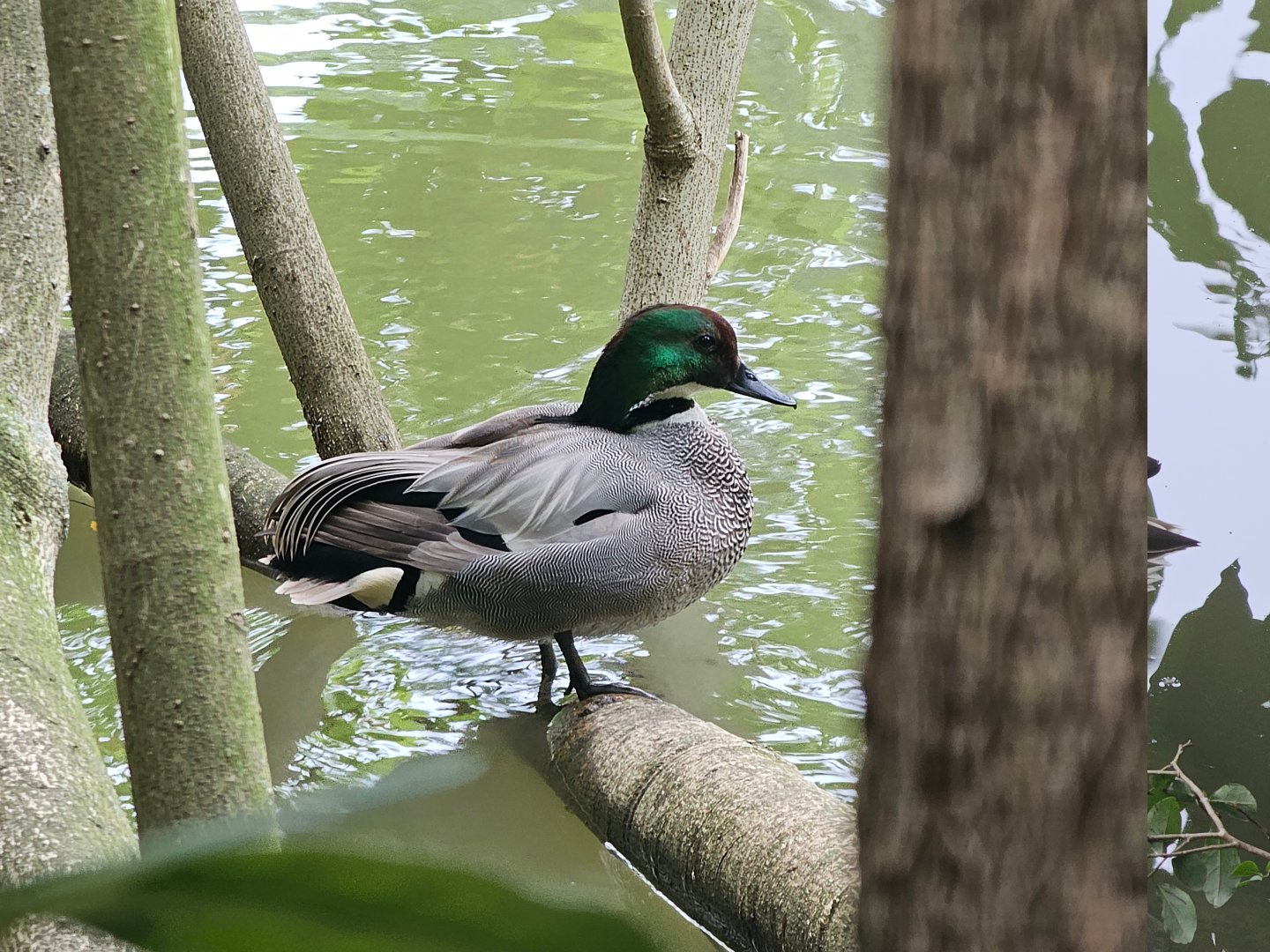 Falcated duck