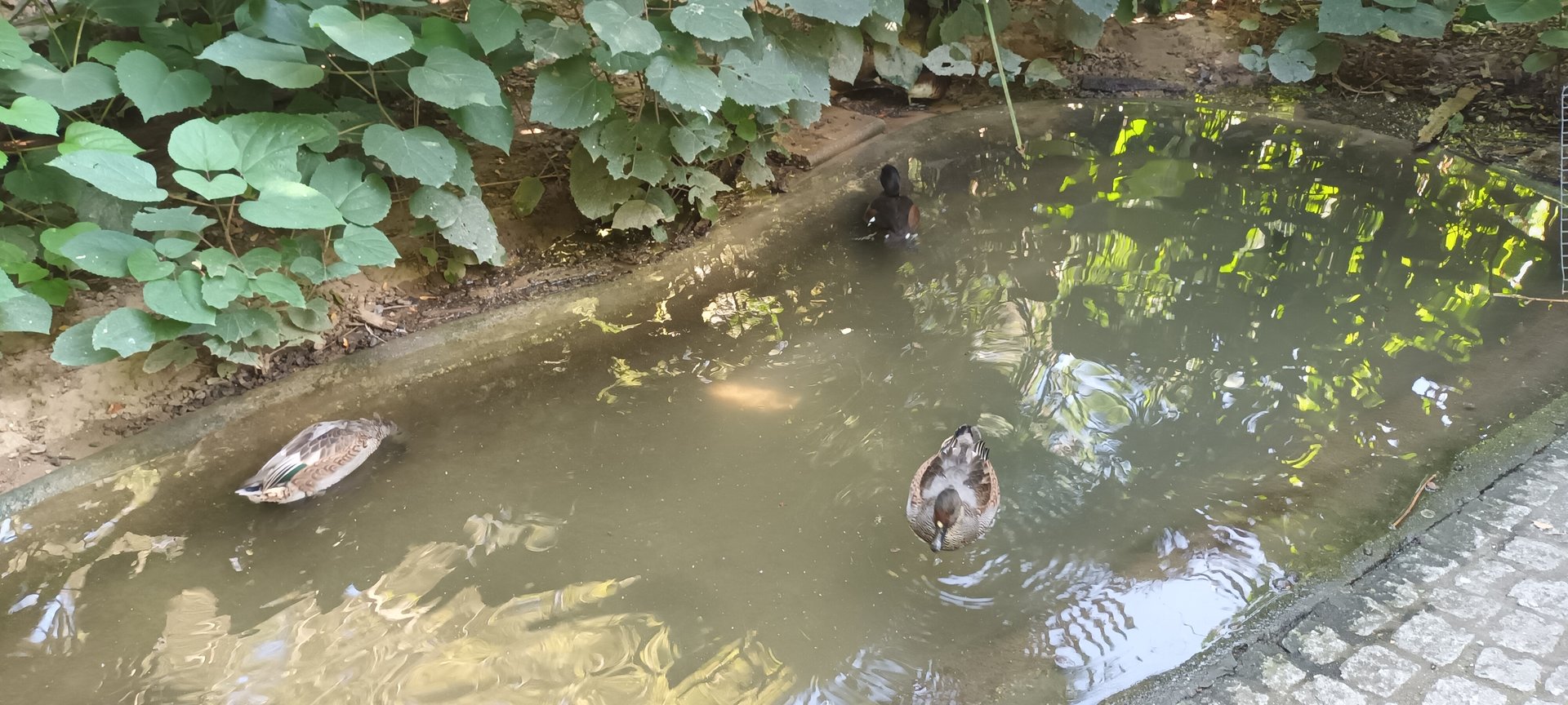 Falcated Ducks and Baers Pochard