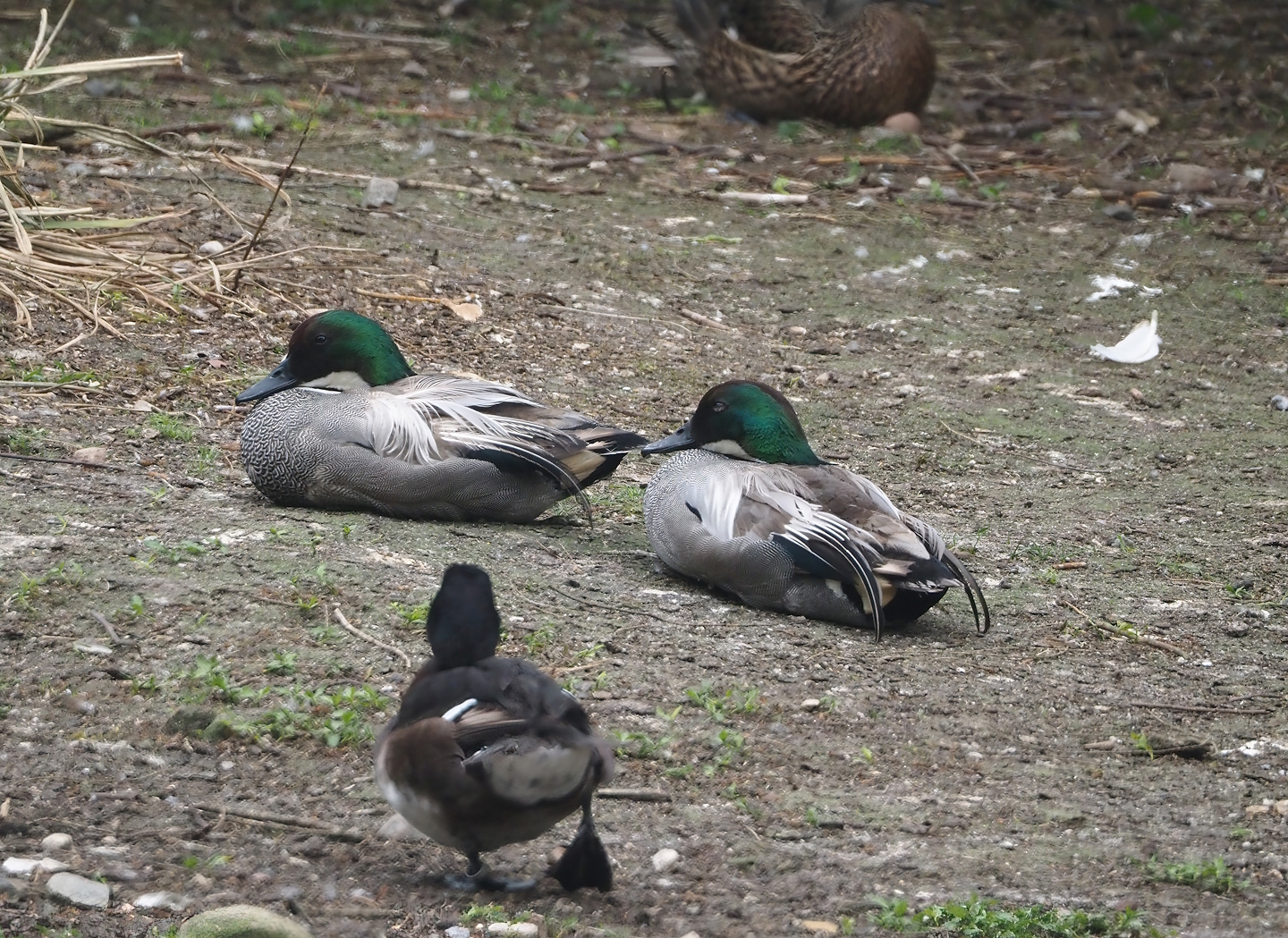 Falcated ducks (Mareca falcata), 2024-05-21
