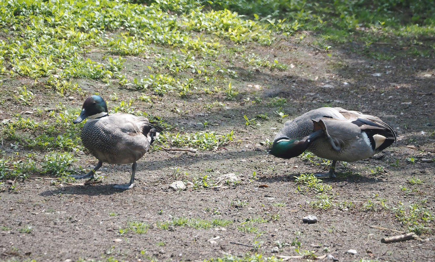 Falcated ducks (Mareca falcata), 2024-05-23