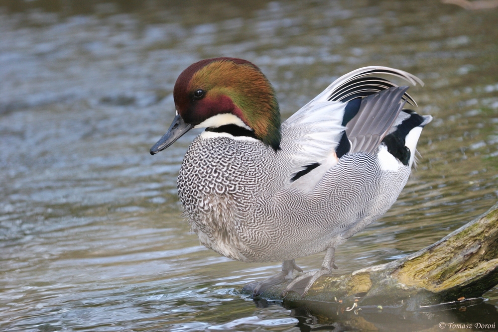 Falcated teal (Anas falcata)