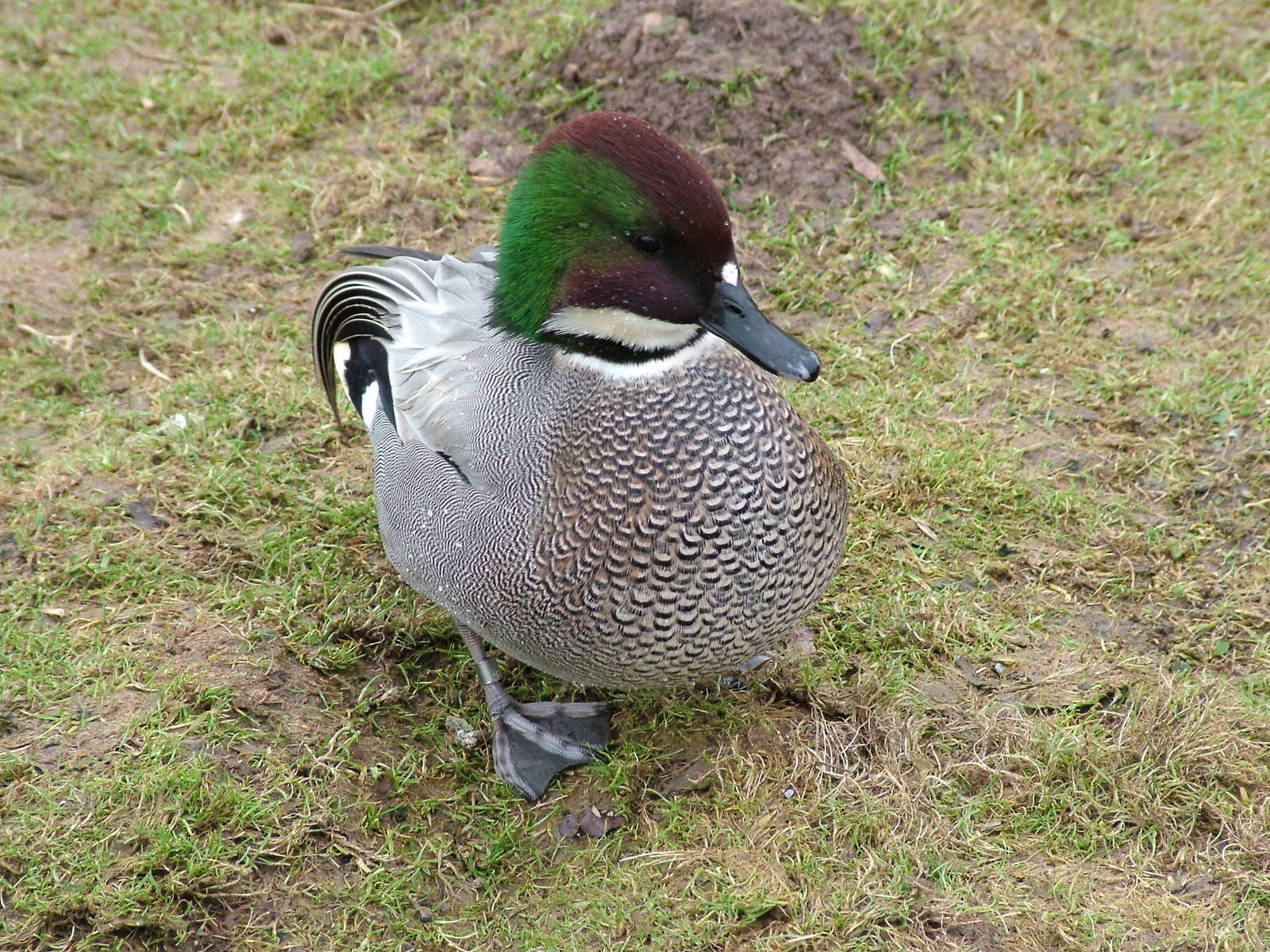 Falcated Teal at Slimbridge 06/02/10