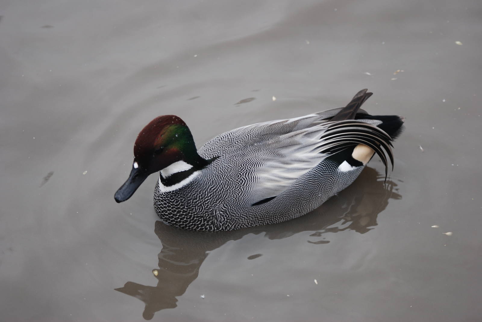 Falcated Teal at Slimbridge, 06/02/12