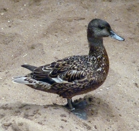 Falcated teal female