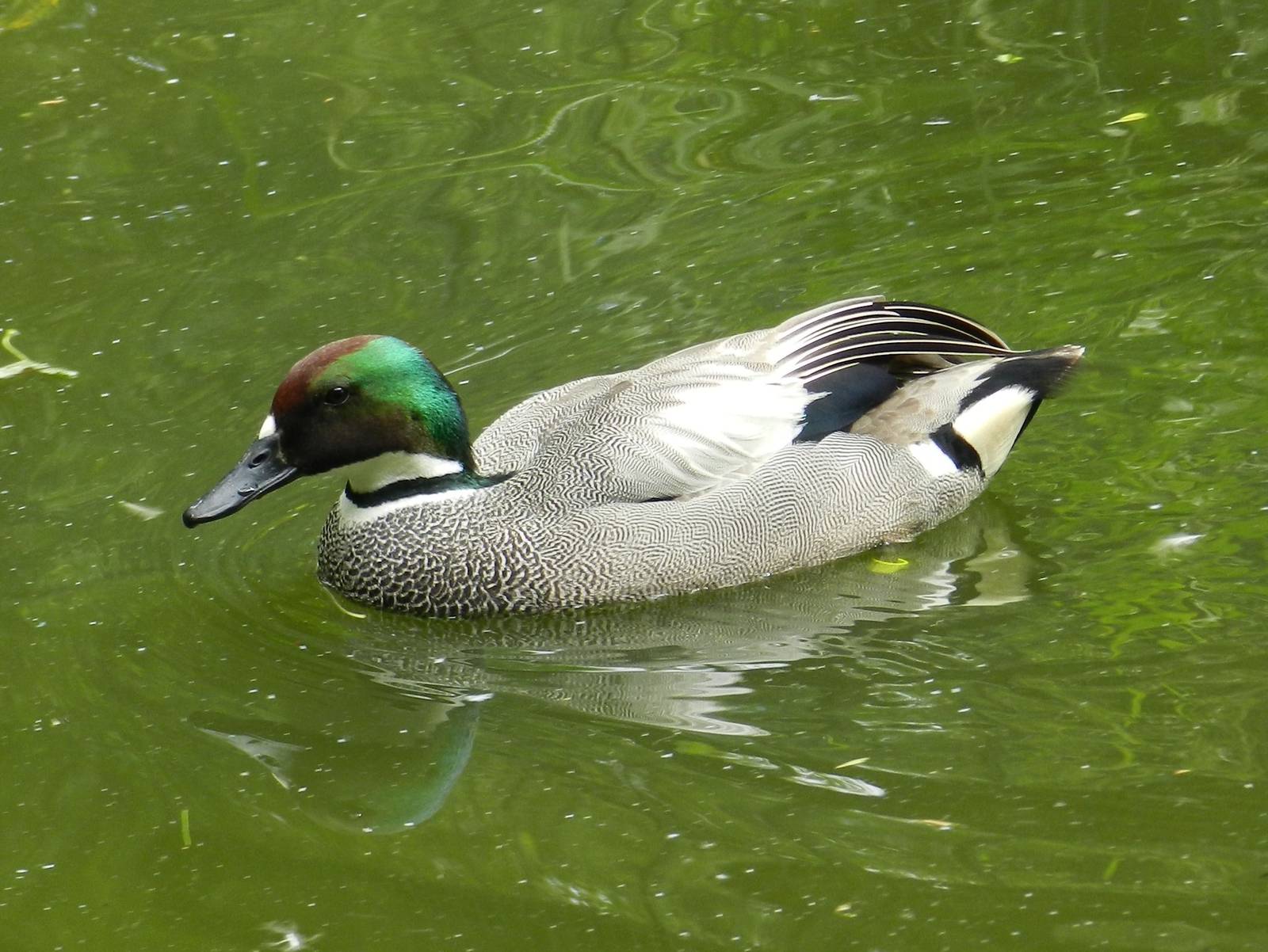 Falcated Teal