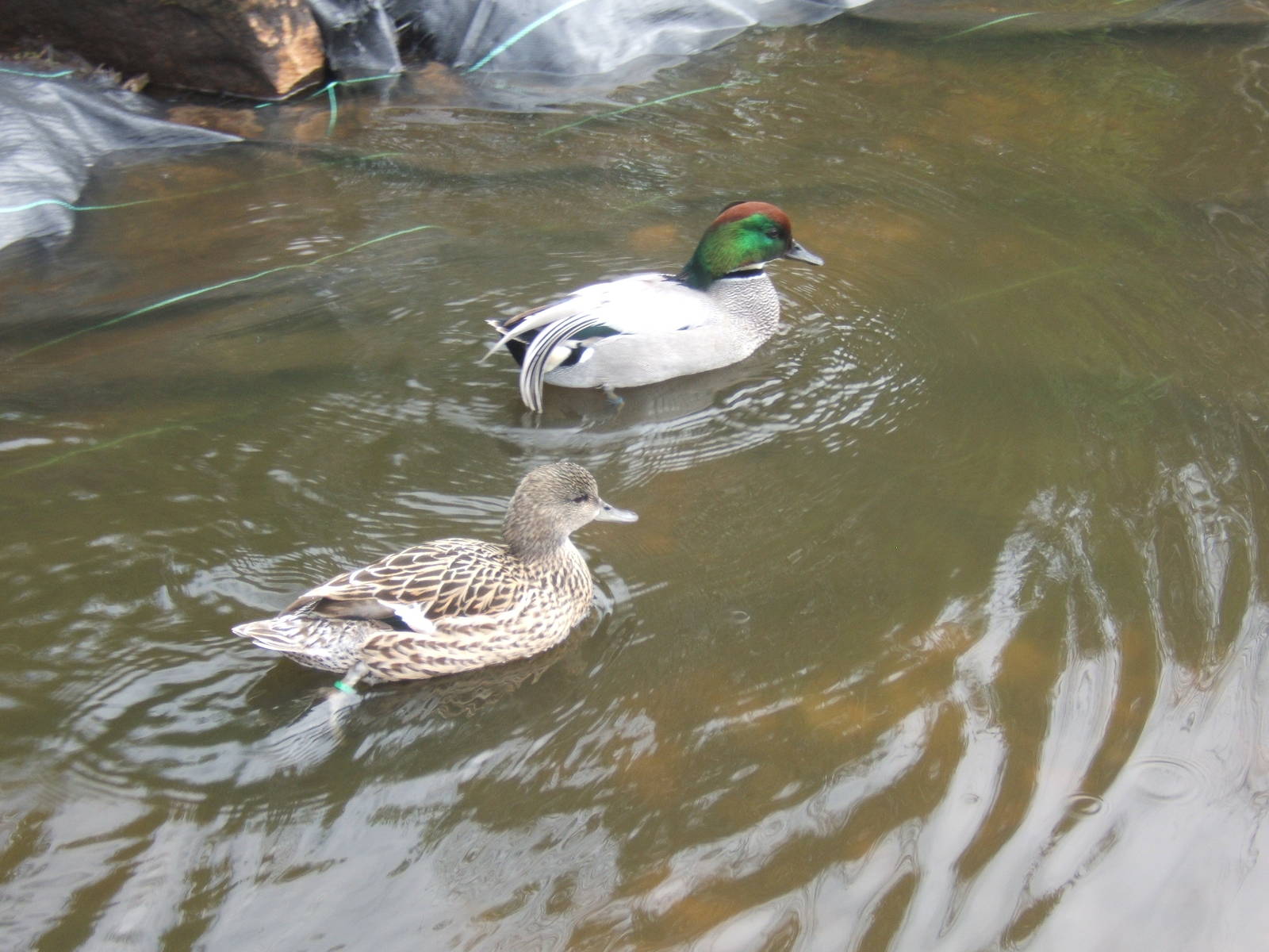 Falcated Teal