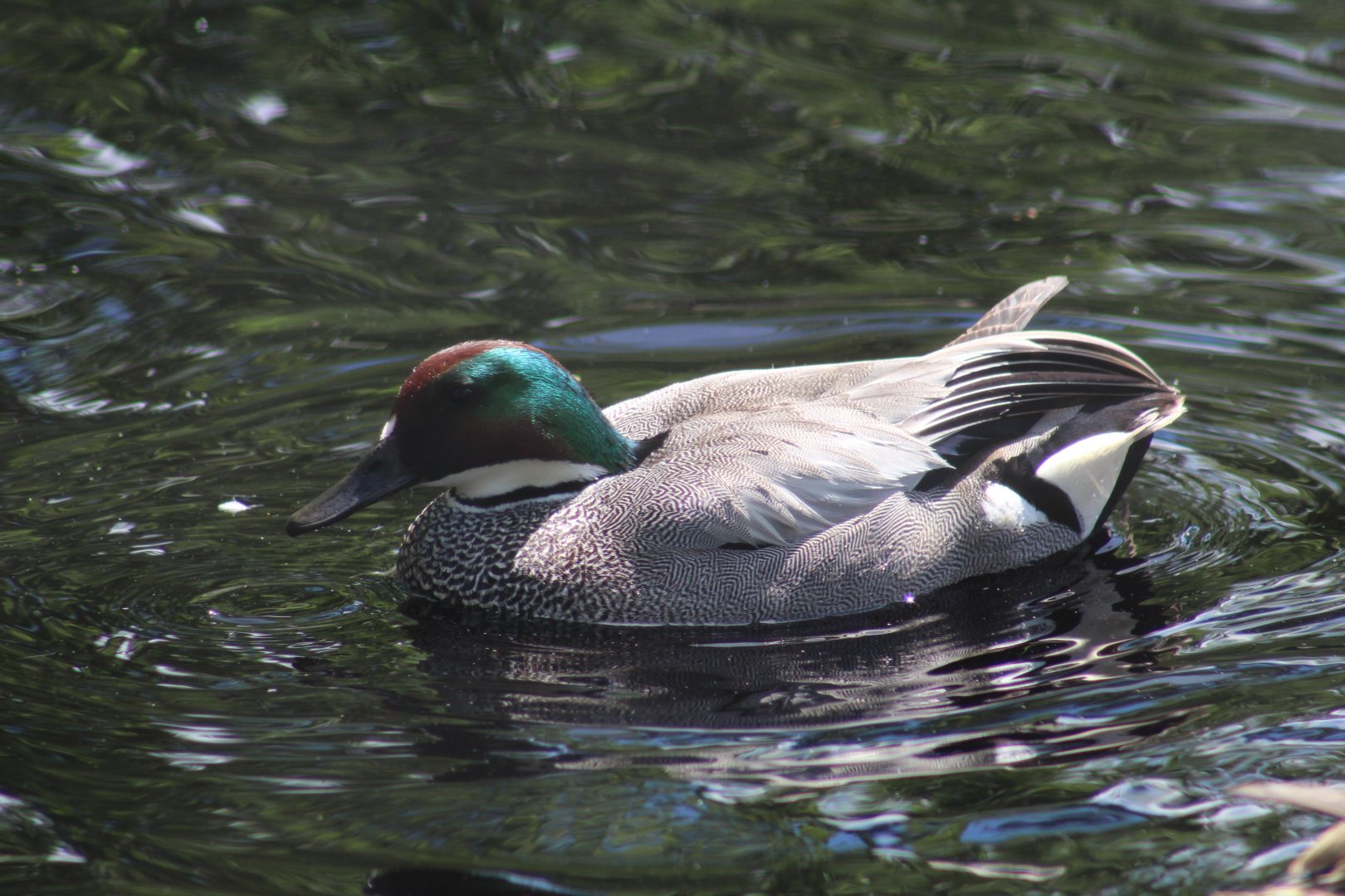 Falcated Teal