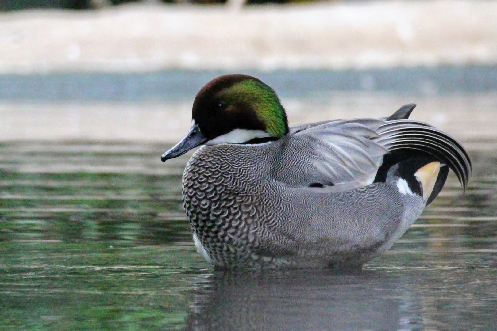 Falcated Teal