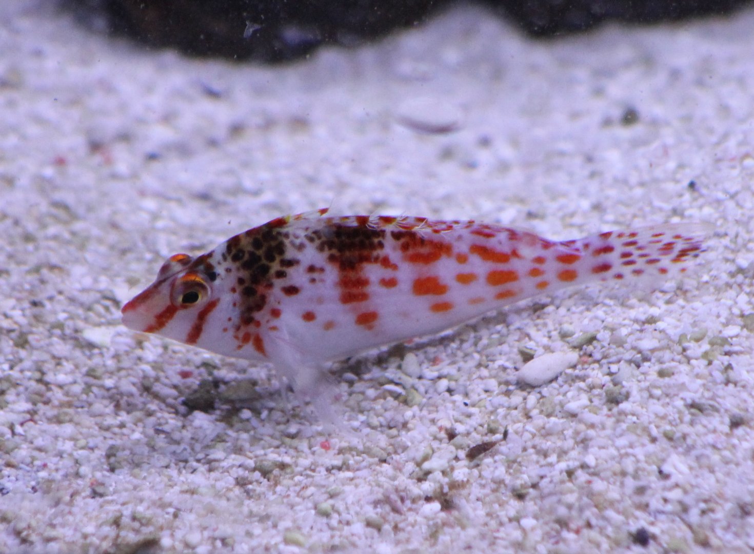 Falco hawkfish -Cirrhitichthys falco