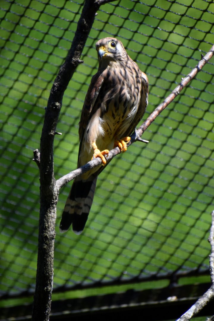 Falco naumanni - Lesser Kestrel  / Zoo d'Upie 2024