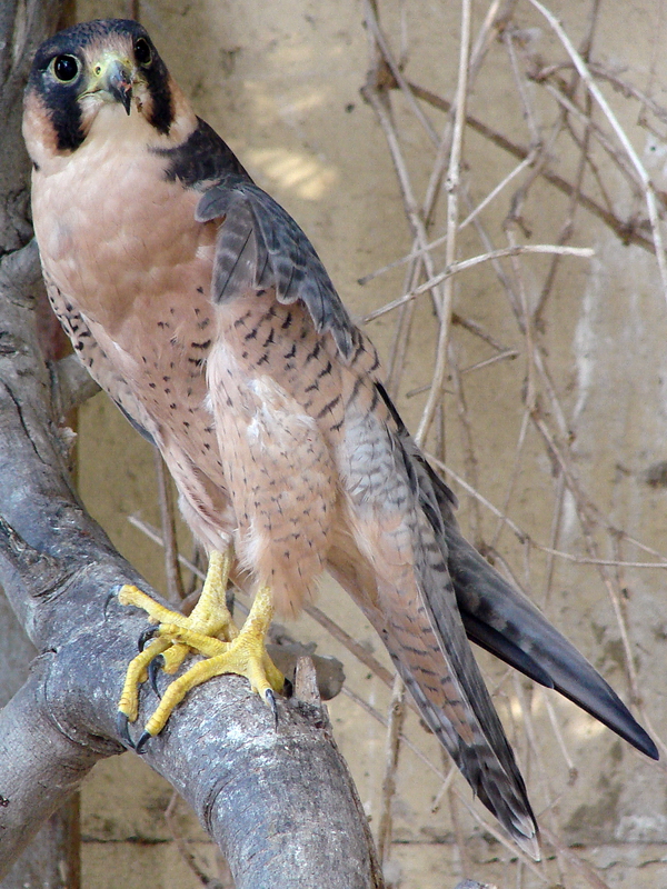 Falco pelegrinoides / Barbary Falcon, Tel-Aviv University Zoo, 13-10-2010.