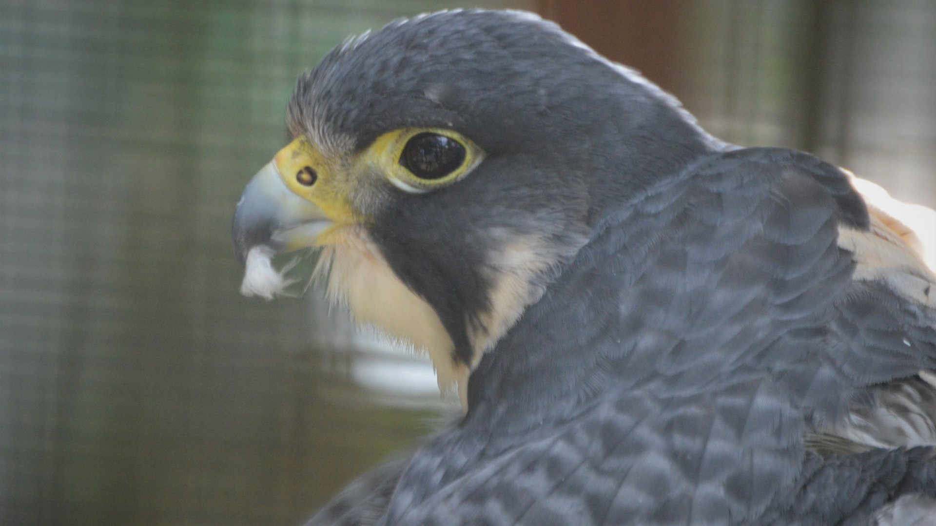 Falco peregrinus anatum