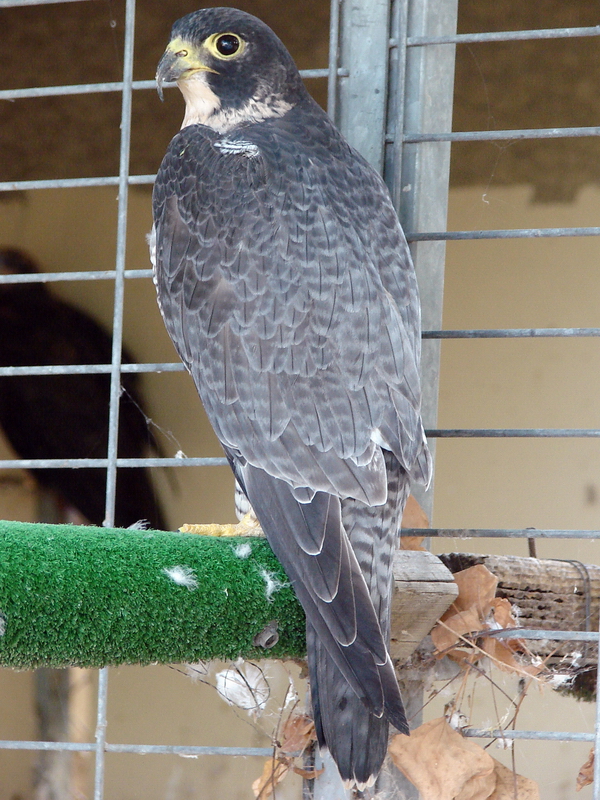 Falco peregrinus brookei / Mediterranean Peregrine falcon, Tel-Aviv Univers