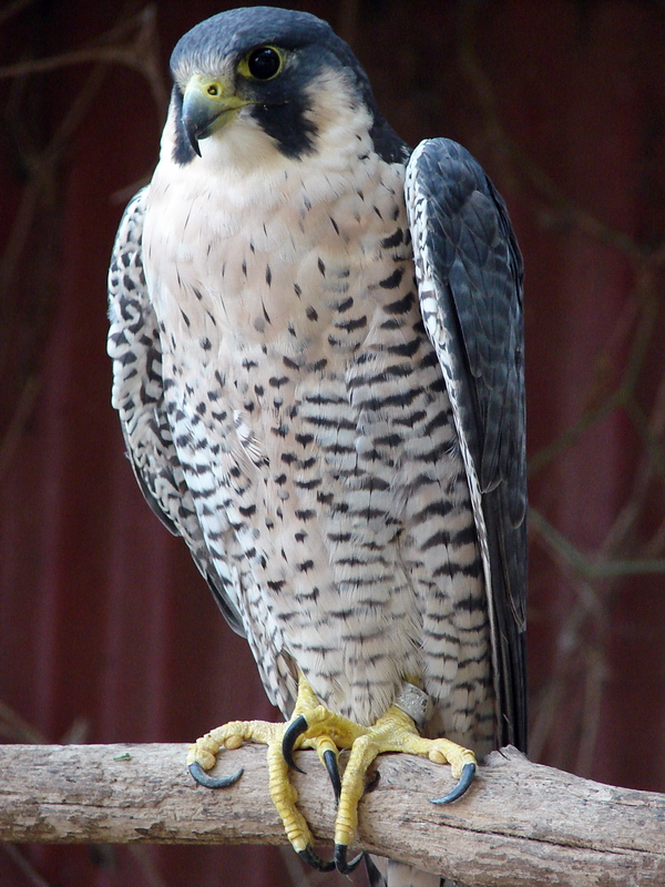Falco peregrinus peregrinus / Peregrine falcon, Tel-Aviv University Zoo, 13