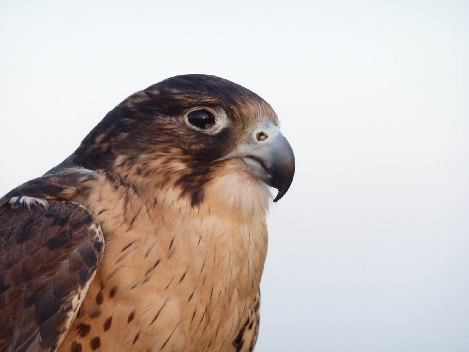 Falcon at Dubai desert safari experience