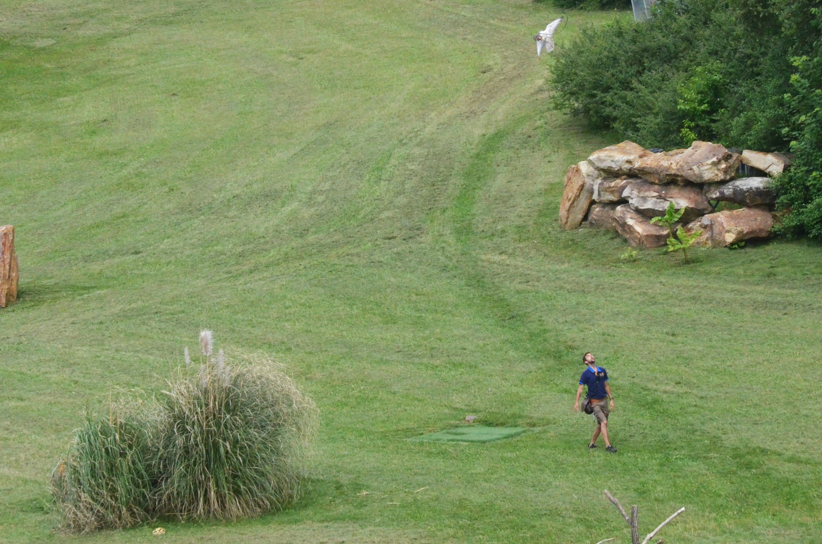 Falcon Catching Lure - Les Maîtres des Airs at Beauval, 12/06/18