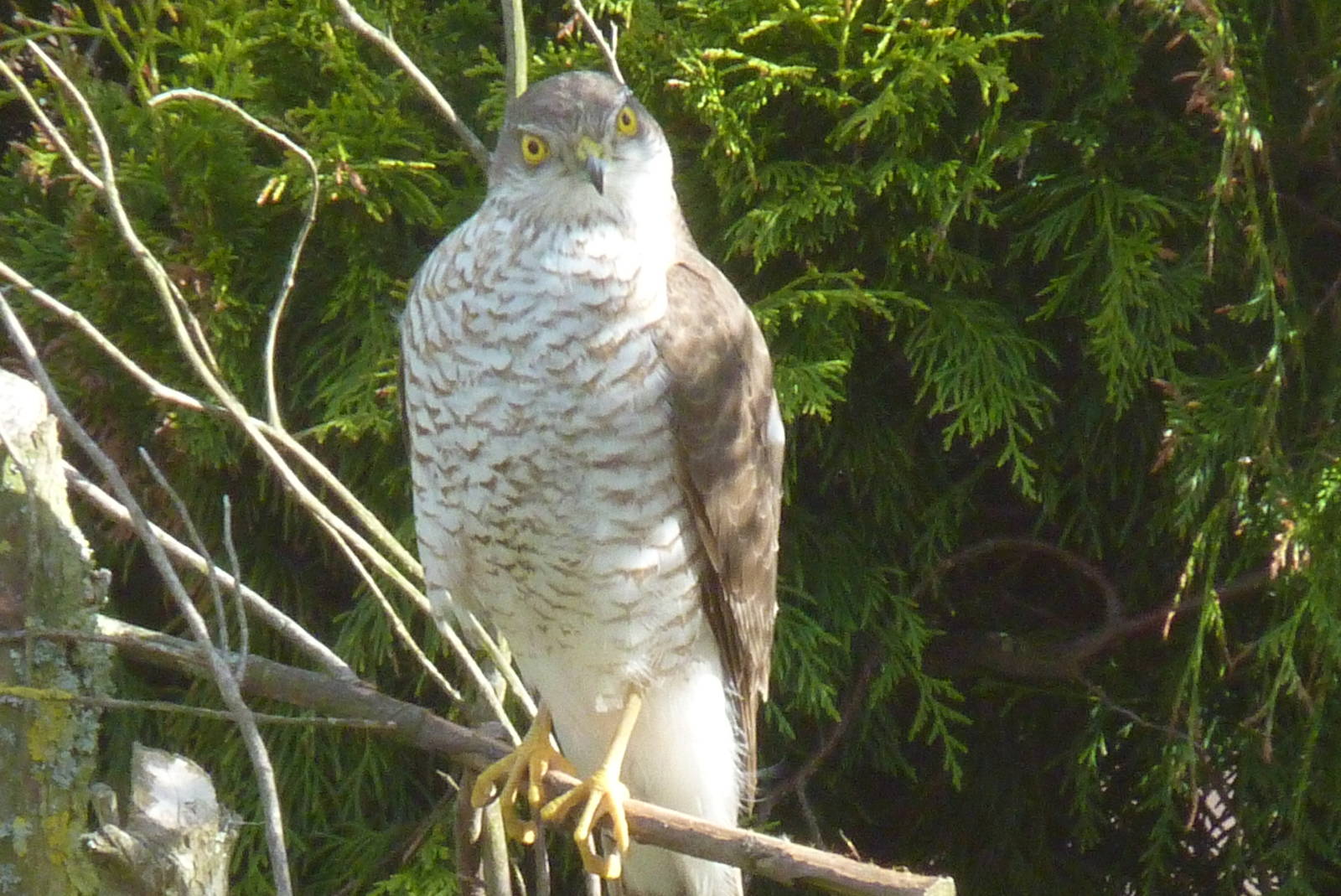 Falcon in my garden, front view. May 2013 #1