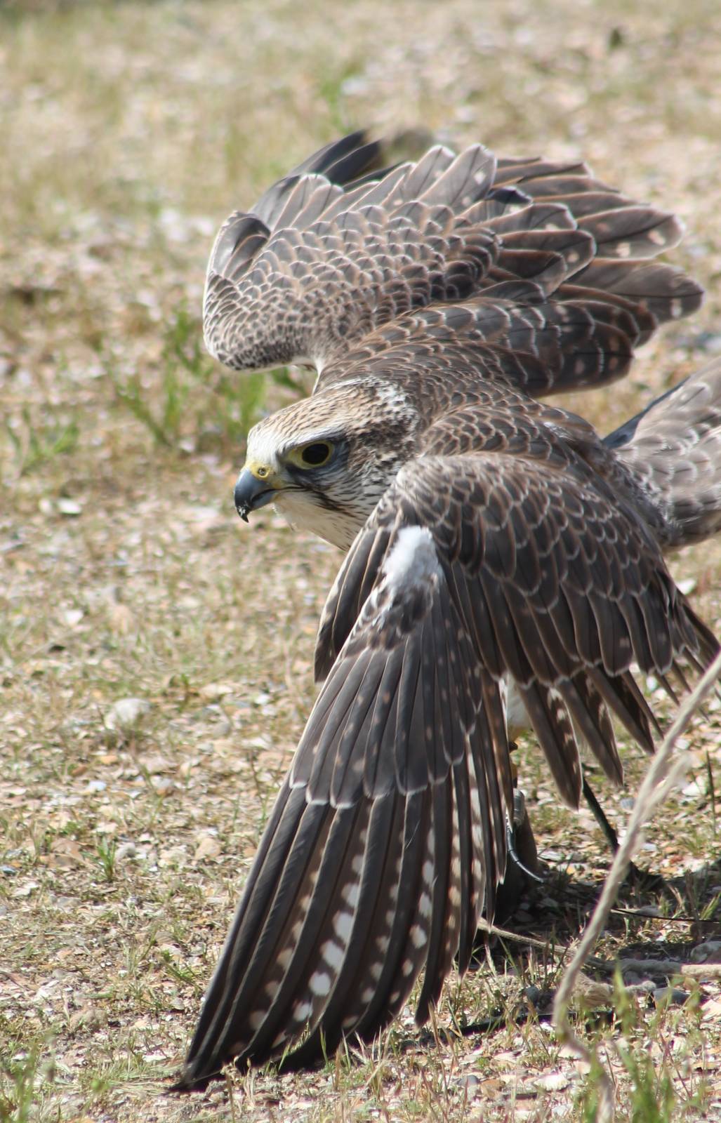 Falcon in the Bird show