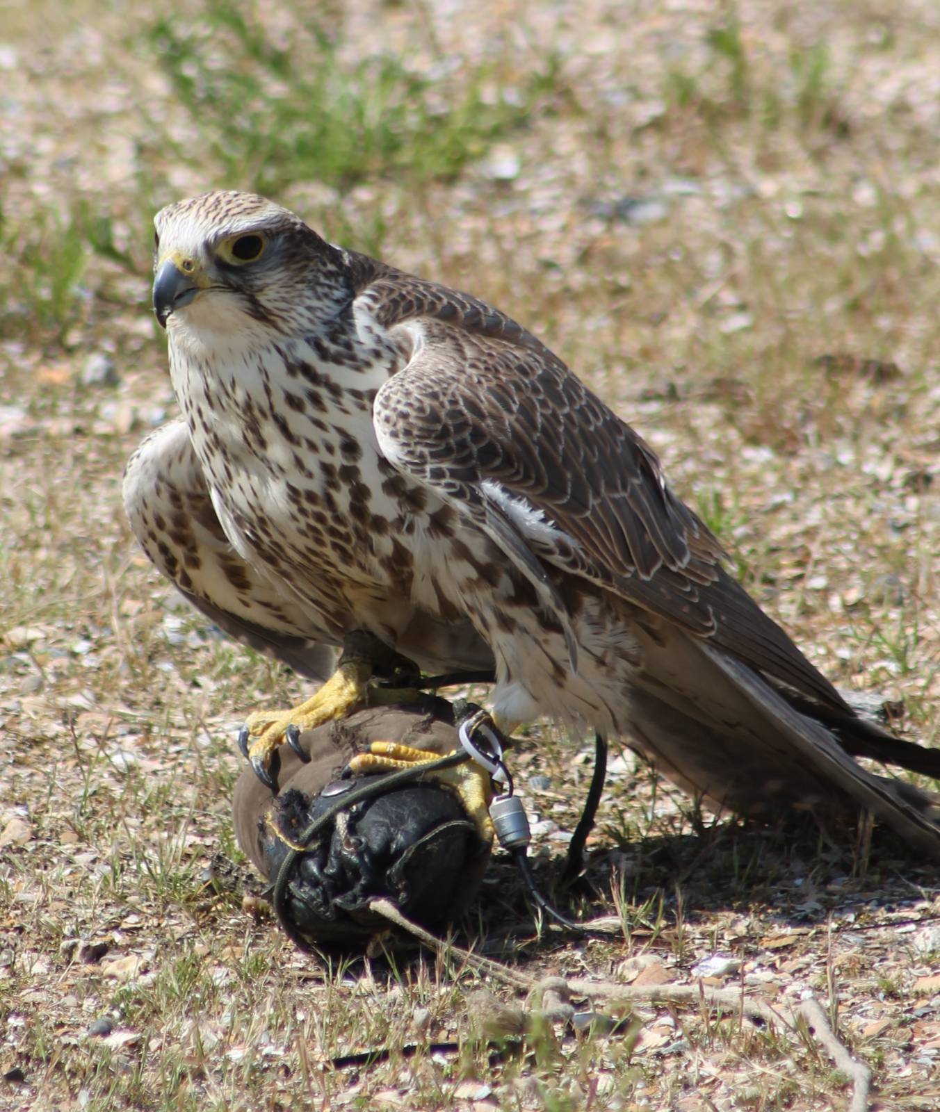 Falcon in the Bird-show