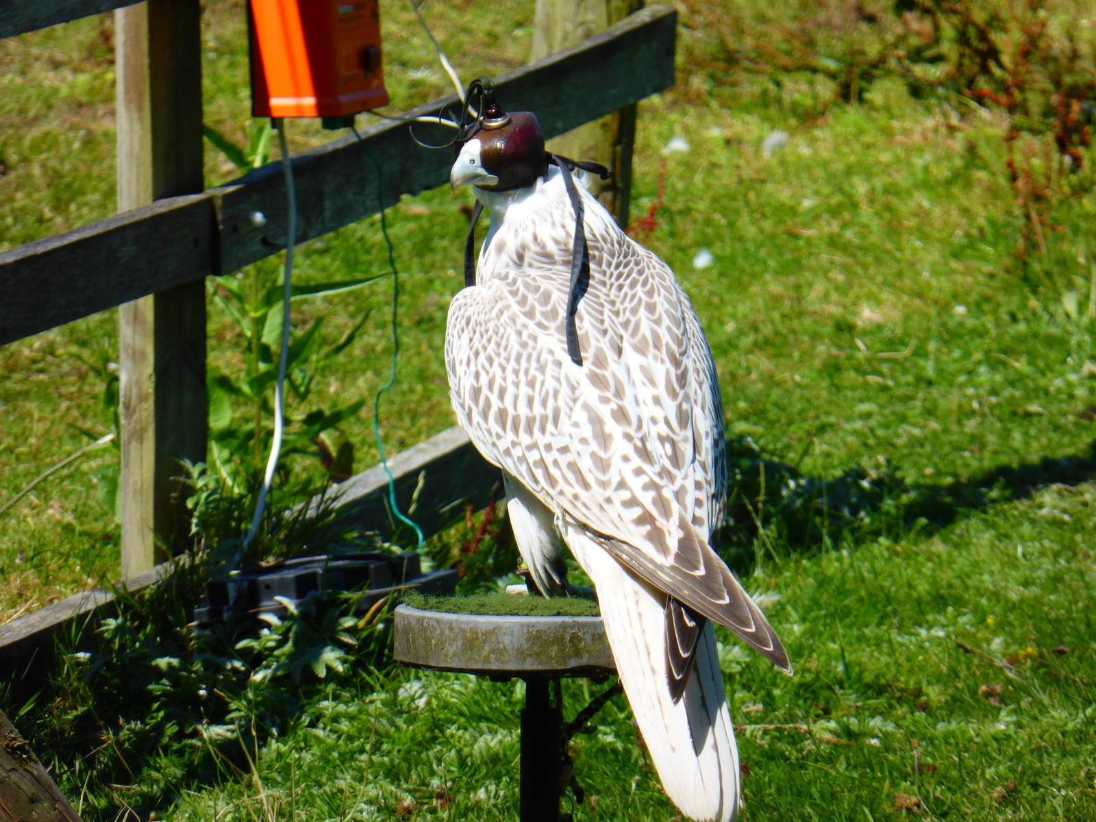 Falcon in training .
