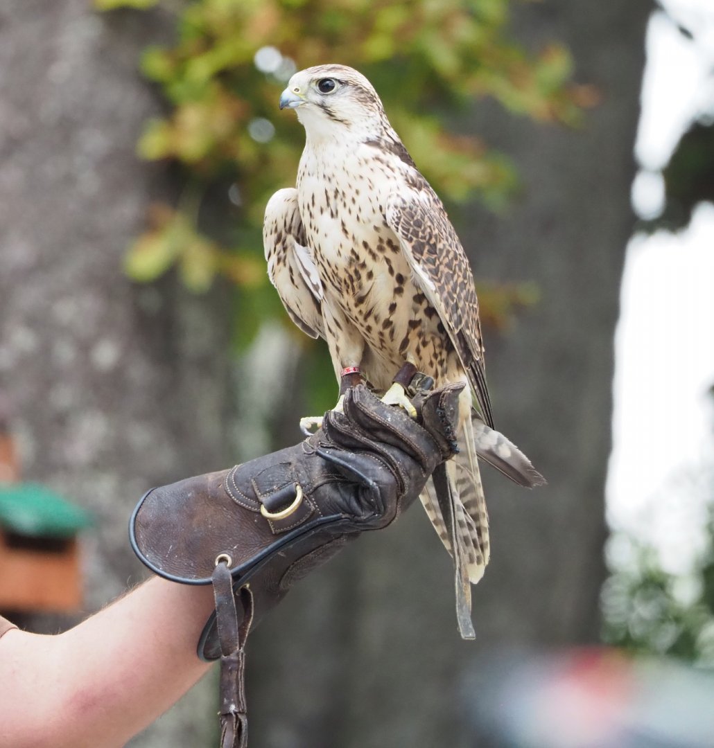 Falcon species in show at Pairi Daiza, 2022-09-15