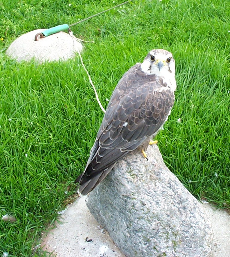 Falcon species