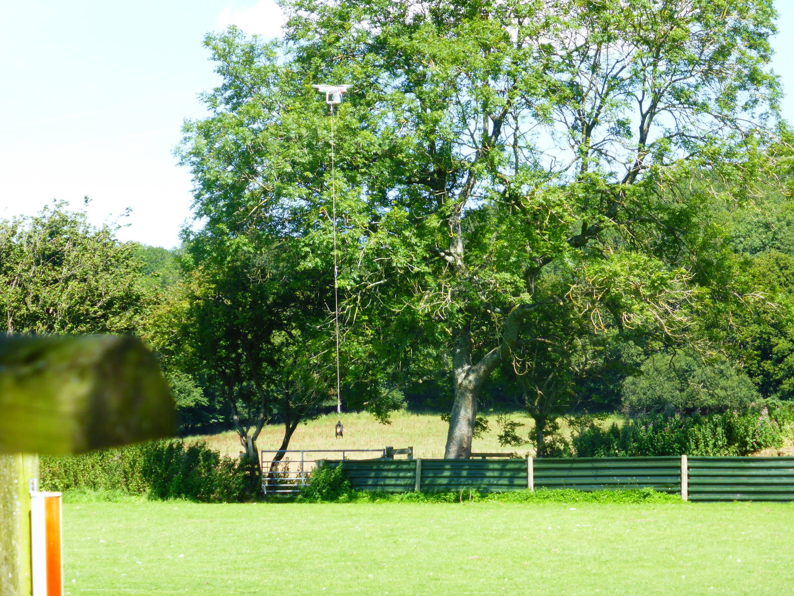 Falcon training using drone .