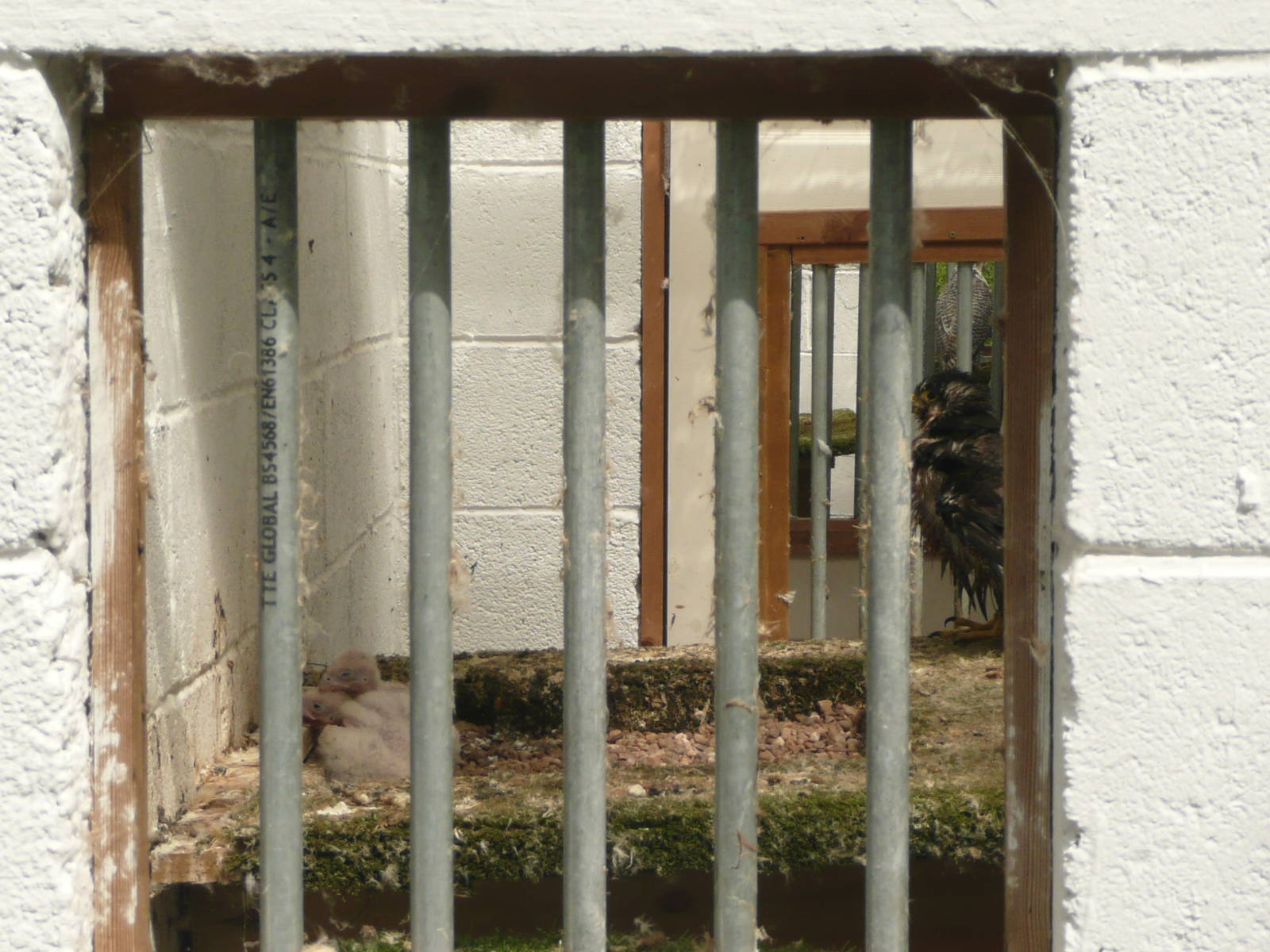 Falcon with chicks , not labelled .