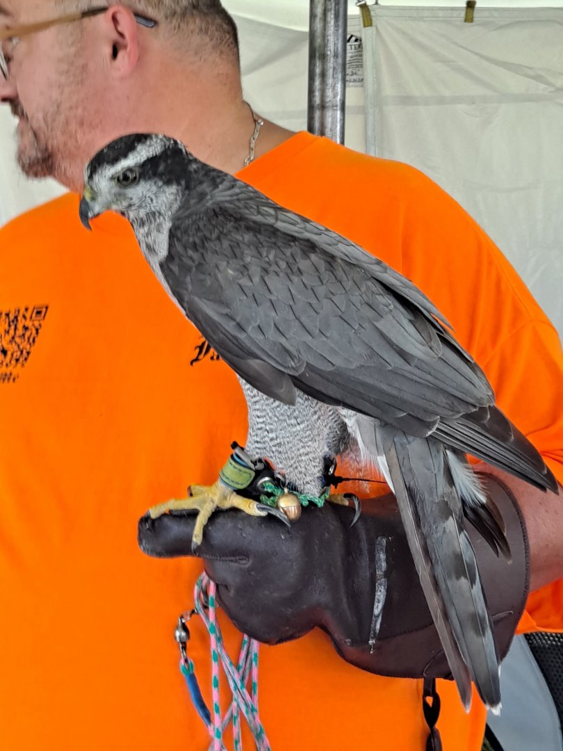 Falconer with American Goshawk (Lake Erie Metropark HawkFest, Wayne County, MI, 9/21/24)