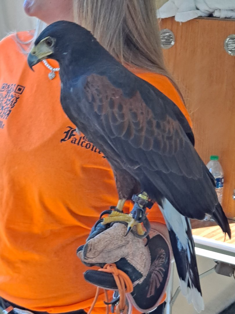 Falconer with Harris' Hawk (Lake Erie Metropark HawkFest, Wayne County, MI, 9/21/24)