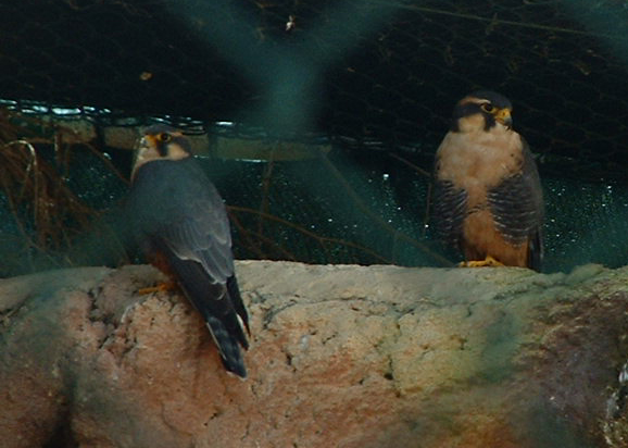 Falconry Centre, Siggiewi, Malta - Nov 2008