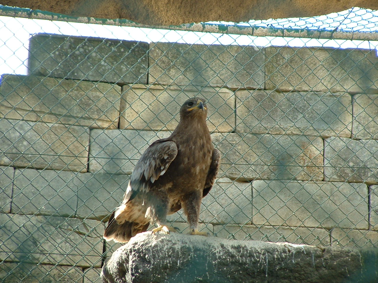 Falconry Centre, Siggiewi, Malta - Nov 2008