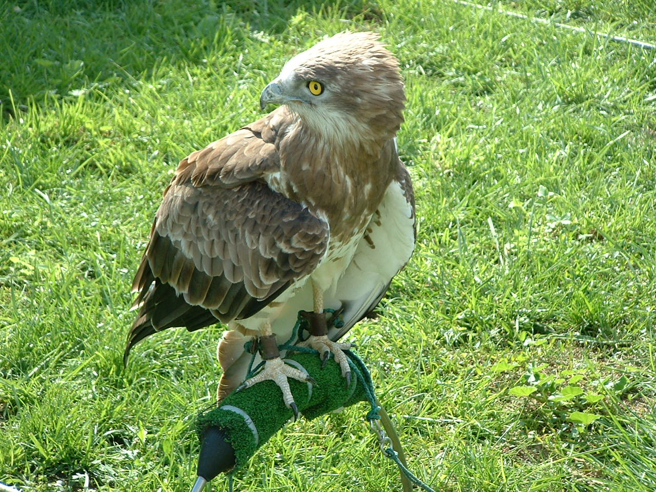 Falconry Centre, Siggiewi, Malta - Nov 2008