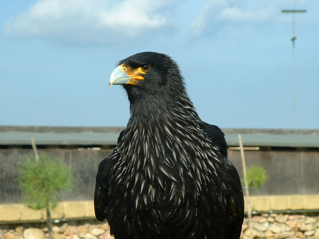 Falconry Centre, Siggiewi, Malta - Nov 2008