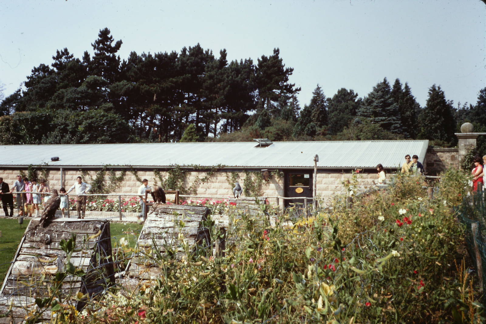 Falconry Mews, summer 1969