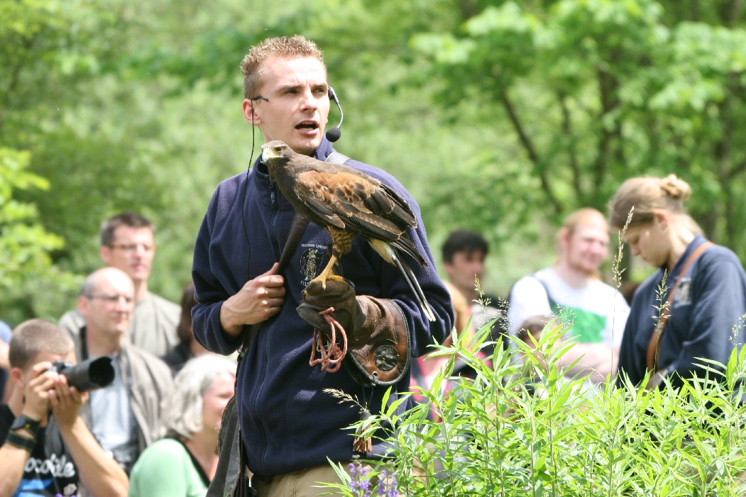 Falconry Show Commentator with Harris Hawk