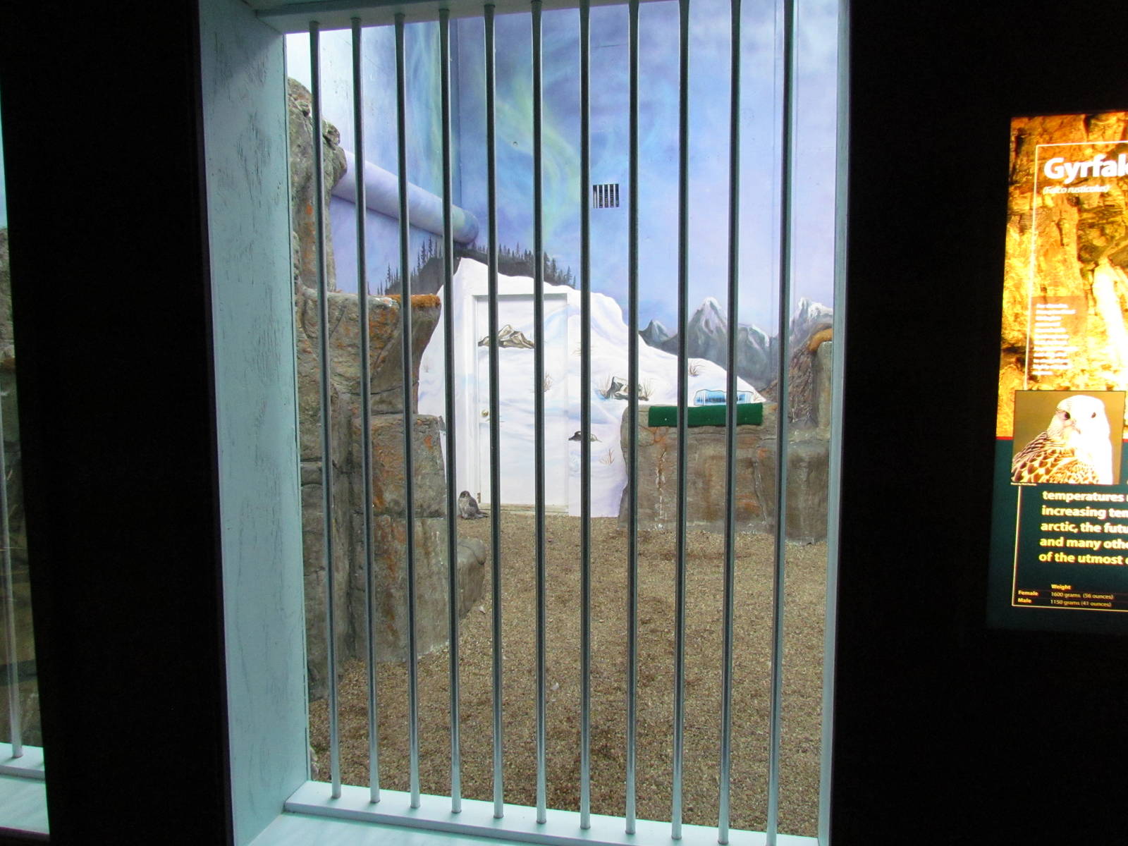 Falcons of the Arctic