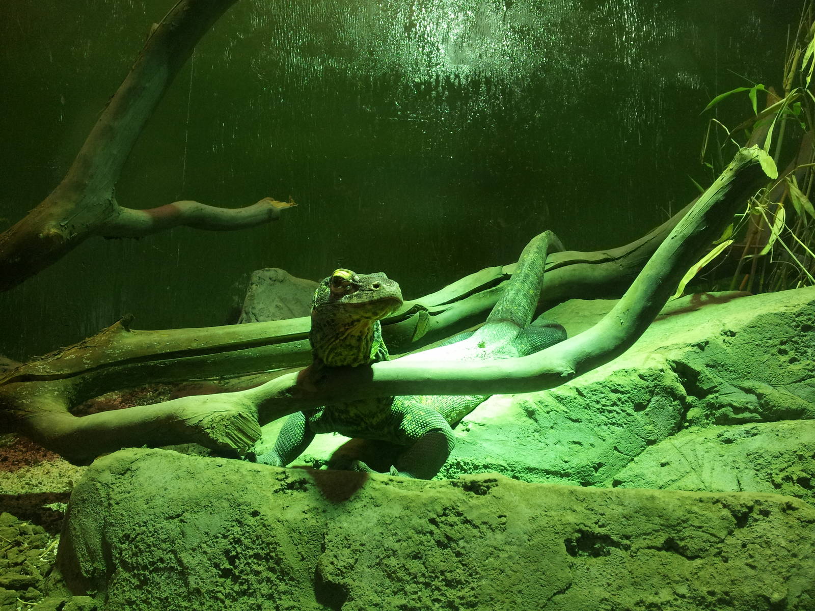 Falcor/"Big Daddy" Bahasa