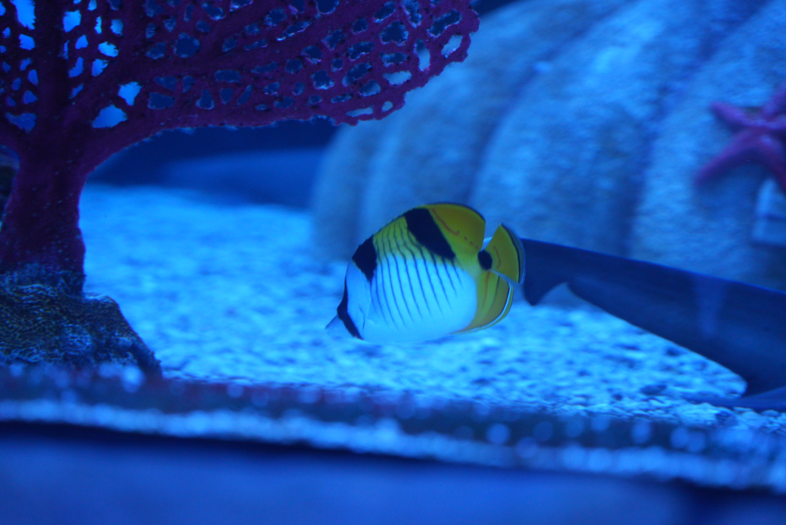 Falcula Butterflyfish