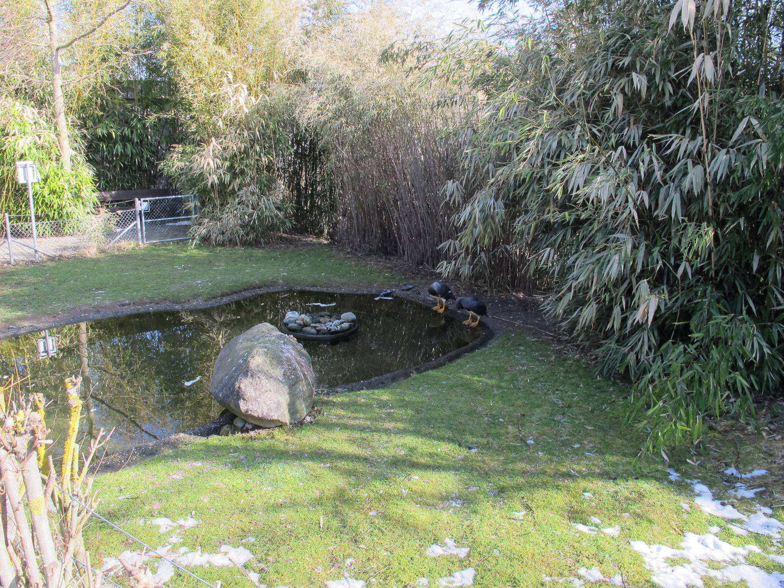 Falkland Flightless Steamer Duck Exhibit - Zurich Zoo
