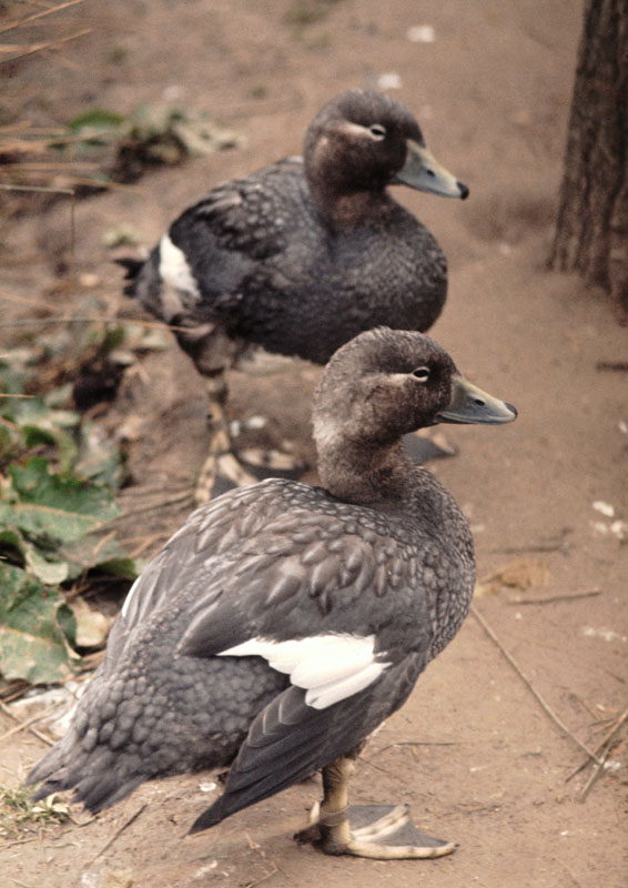 Falkland flightless steamer duck pair 1974